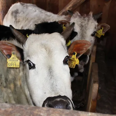 Hotel Schlosswirt 3*